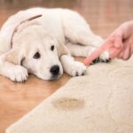 Read more about the article How to Remove Urine Smell of Cat or Dog from Upholstery