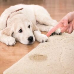 How to Remove Urine Smell of Cat or Dog from Upholstery