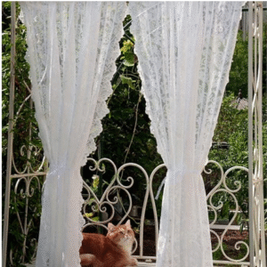 Read more about the article victorian lace curtains